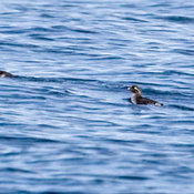 Parakeet Auklet